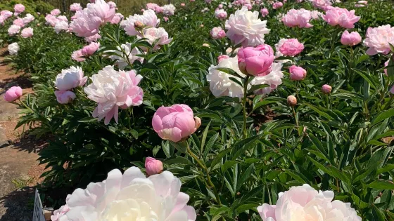 Peony and Green Hill Park