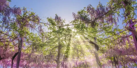 Kazahayanosato -Kappa No Furusato-