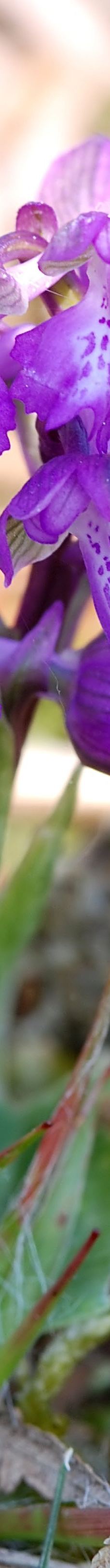 Avon Heath Country Park-圣艾夫斯