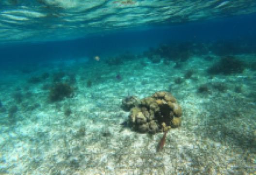 Scuba Daze Belize购物图片