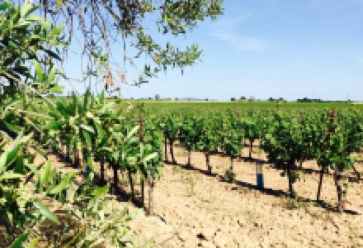 Domaine Les Yeuses景点图片