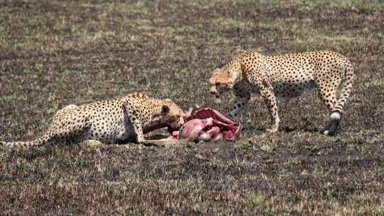 Peacemakers Expedition & Safari