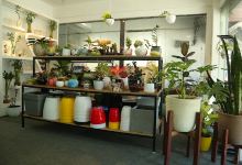 Little petals购物图片