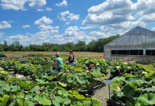 Bergen Water Gardens & Nursery购物图片