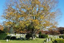 Greenfield Cemetery景点图片