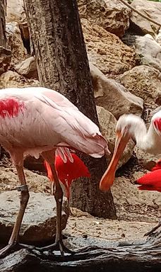 Biotropica, animal gardens-瓦德勒伊