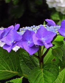 荒神谷博物館-出云