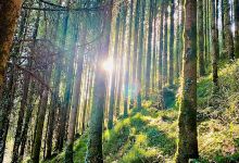 Glenshelane Forest Recreational Area景点图片