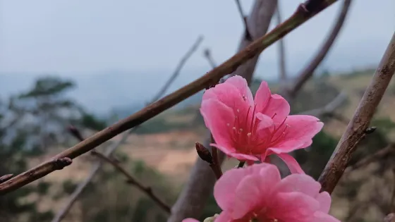 明王室