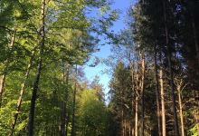 Forêt du Grand Belmont景点图片