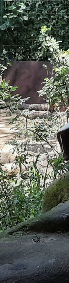 海德堡动物园-海德堡