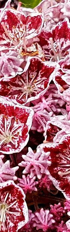 本那比山公园-本那比