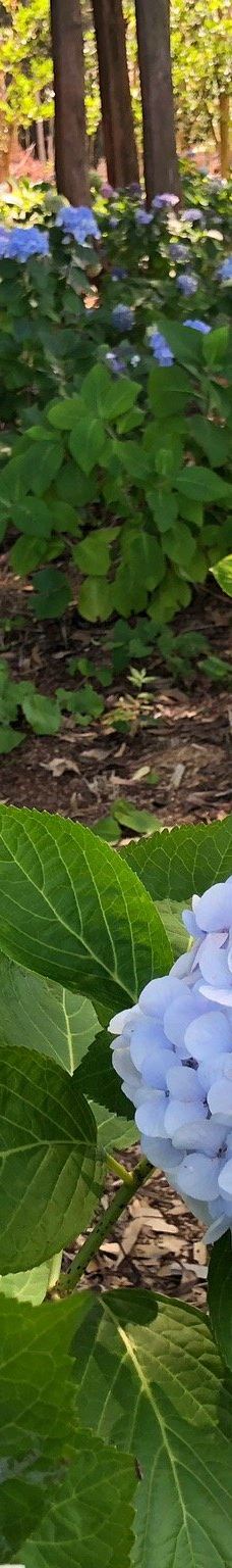 大神ファーム-日出町