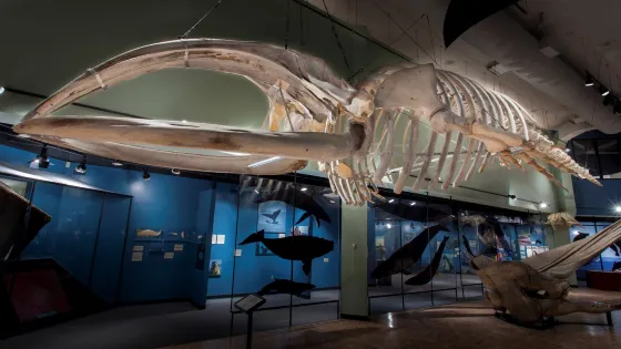 New Brunswick Museum