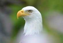 Condor Park景点图片
