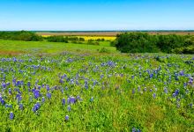 Bluebonnet Trail景点图片