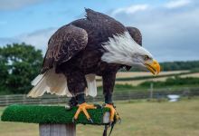 Hawkridge Bird of Prey Centre景点图片