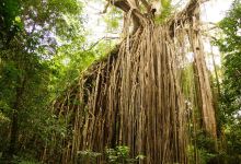 Curtain Fig National Park景点图片