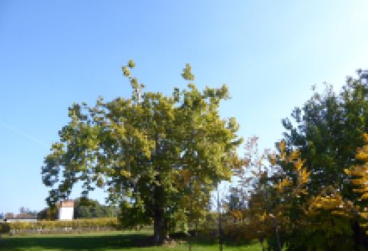 Villa da Prato景点图片