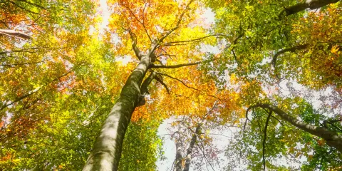 Buna no Satoyama Komichi