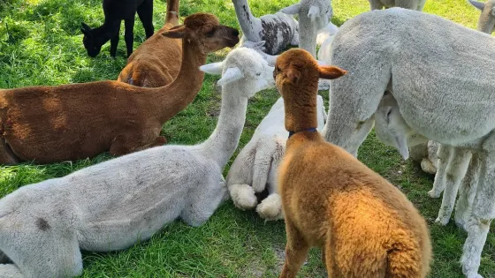 The Alpaca Farm