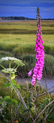 Alder Island Nature Trailhead-林肯县