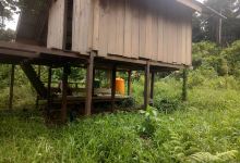 Kebun Pala Talaga Mato景点图片