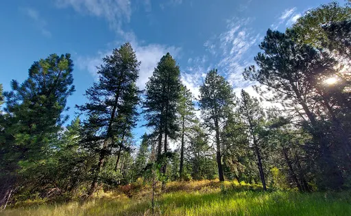Post Falls Community Forest