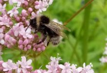 British Wild Flower Plants景点图片