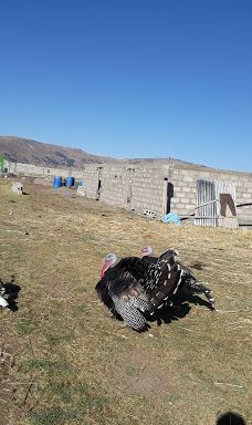 Plaza De Armas Acora-阿科拉