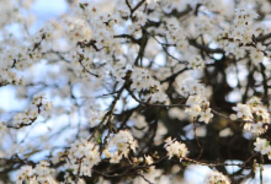 Kod Batketa景点图片