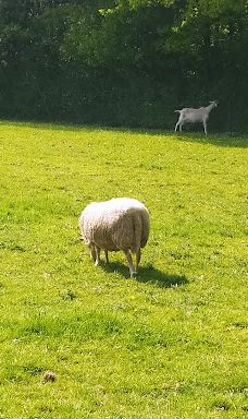 Parc des Gayeulles-雷恩
