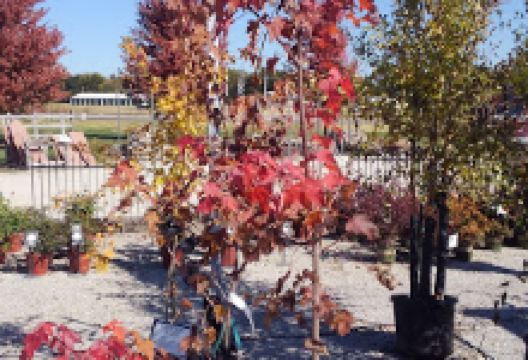 Stone Creek Nursery购物图片