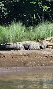 Tikauli Jungle-奇旺