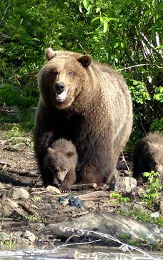 奇尔卡特河-海恩斯自治市镇