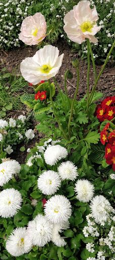 Le Jardin National-阿尔比