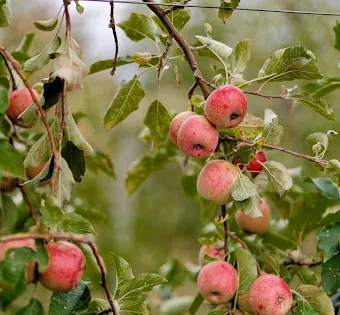 Cider Hill Family Orchard