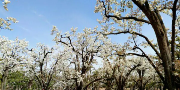 中國第一古梨園