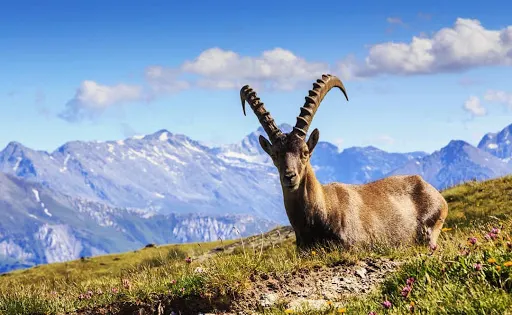 瓦娜色國家公園