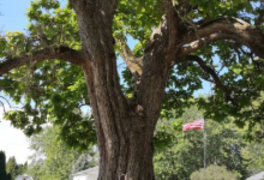 Frankton Softball Fields景点图片