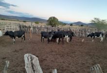 Fazenda Caiçara景点图片