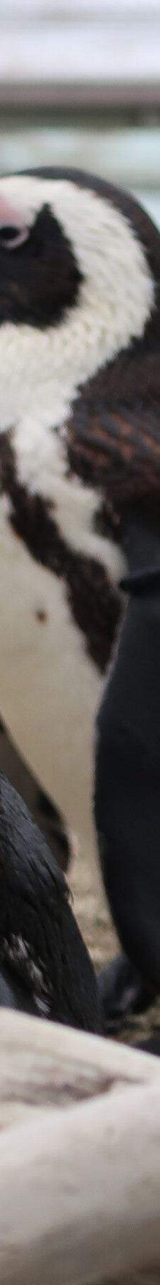 仙台海洋森林水族馆-仙台