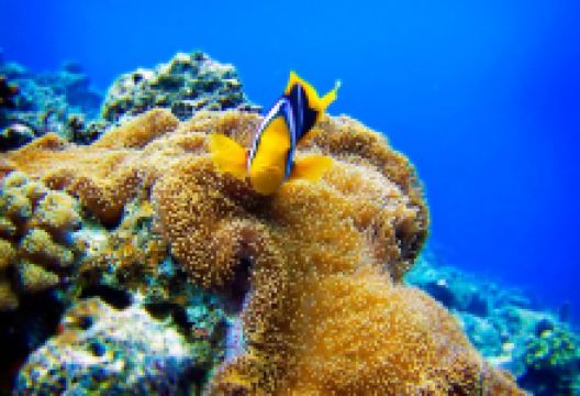 KoroSun Dive购物图片