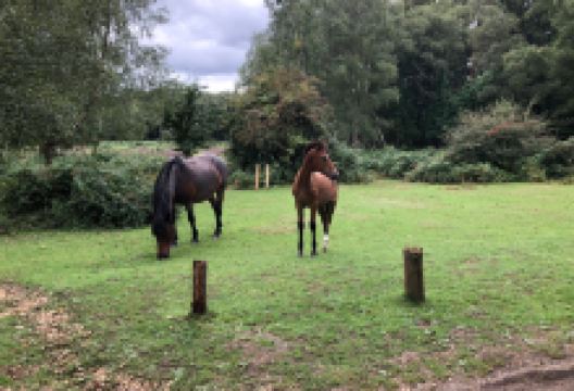 New Forest Reptile Centre景点图片