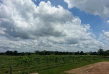 White Mule Winery景点图片