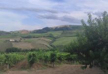 Azienda Agricola Emanuele Dianetti景点图片