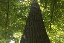 Dysart Woods Park景点图片