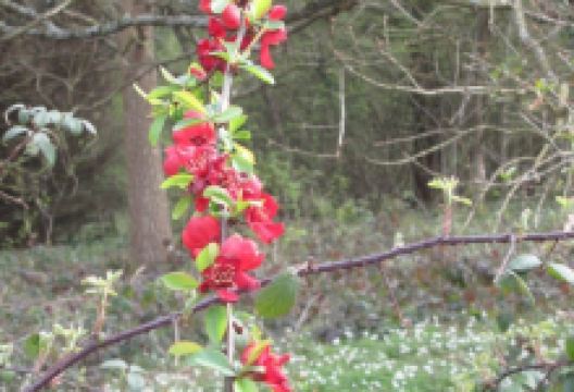 Arboretum de la Roche-Guyon景点图片