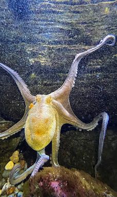 奥尼里亚水族馆-卡内普拉日