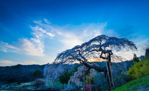 外大野のしだれ桜